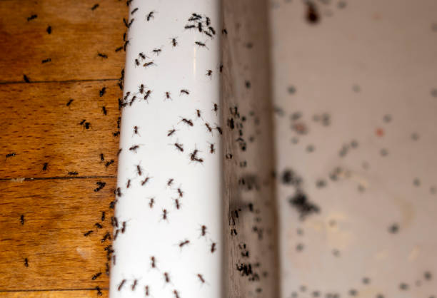Insect Control in Toronto, OH